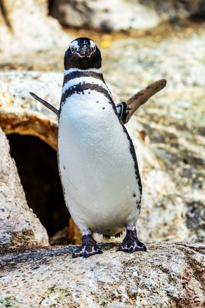 Macellan pengueni, küçük güzel kuşu kapat. Hayvan, koruma konsepti.