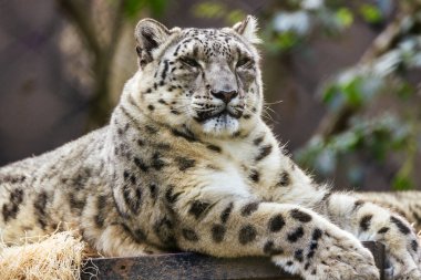 Kar leoparı hayvan koruma kavramını kapat