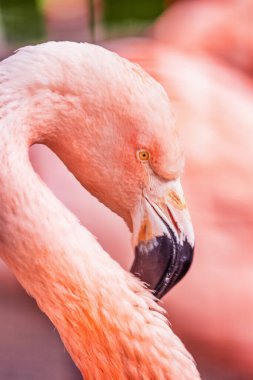 Şili flamingosu, Phoenicopterus chilensis, çok güzel pembe bir arka planı var. Sabahları sarı gözlü, güzel pembe su kuşları. Vahşi yaşam sahnesi. Hayvan, koruma konsepti