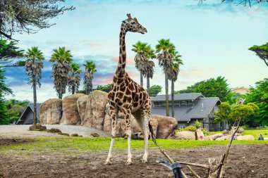 Sabit zürafa yakın plan, hayvan refahı konsepti.