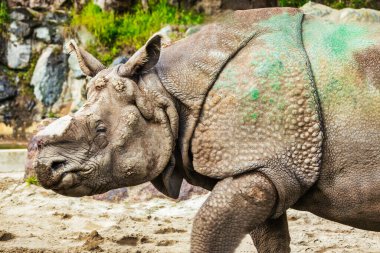 Hayvanat bahçesindeki gergedanlara yakın çekim, koruma kavramı ve hayvan severler.