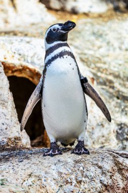 Macellan pengueni, küçük güzel kuşu kapat. Hayvan, koruma konsepti.