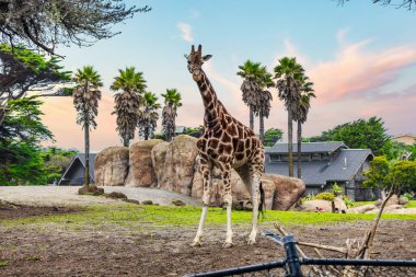 Sabit zürafa yakın plan, hayvan refahı konsepti.