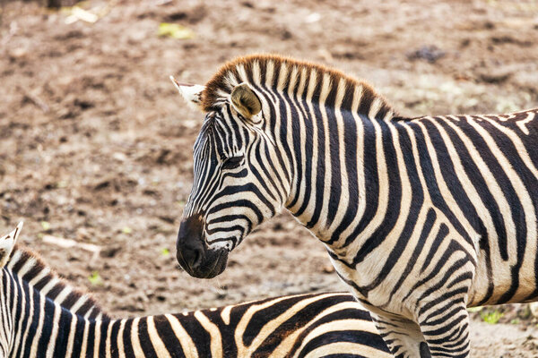 Grant's zebra equus quagga boehmi. Animal, protection concept
