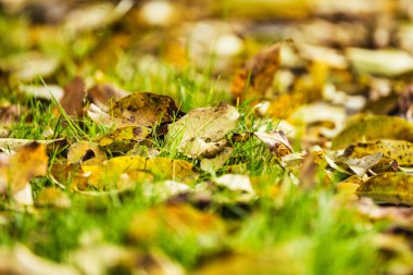 Sonbahar sarısı yapraklar yerde, sığ alan derinliği. Yakın plan fotoğraf.