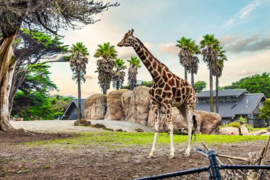 Sabit zürafa yakın plan, hayvan refahı konsepti.