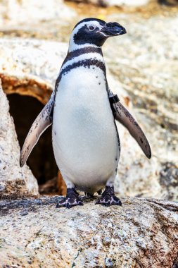 Macellan pengueni, küçük güzel kuşu kapat. Hayvan, koruma konsepti.