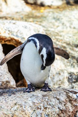 Macellan pengueni, küçük güzel kuşu kapat. Hayvan, koruma konsepti.