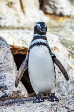 Macellan pengueni, küçük güzel kuşu kapat. Hayvan, koruma konsepti.
