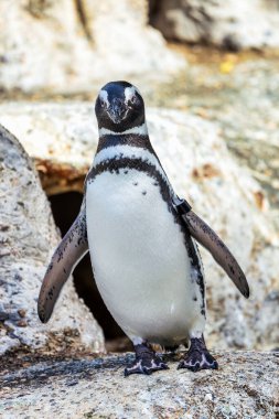 Macellan pengueni, küçük güzel kuşu kapat. Hayvan, koruma konsepti.