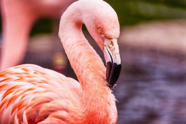 Şili flamingosu, Phoenicopterus chilensis, çok güzel pembe bir arka planı var. Sabahları sarı gözlü, güzel pembe su kuşları. Vahşi yaşam sahnesi. Hayvan, koruma konsepti