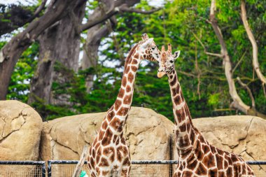 Sabit zürafa yakın plan, hayvan refahı konsepti.