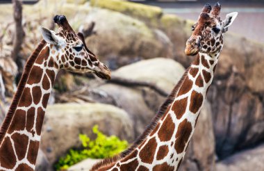 Sabit zürafa yakın plan, hayvan refahı konsepti.