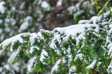Kar taneleri düşerken karlı kozalaklı ormanın manzarası, Noel ağacı açık havada Noel atmosferi.