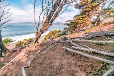 Buruşuk selvi ağacı kökleri Lands End 'deki sahil uçurumunun kenarında arka planda körfez, San Francisco, Kaliforniya ABD