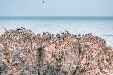 San Francisco Körfezi yakınlarındaki bir kaya ya da kayanın üzerinde oturan kuşların görüntüsü. Doğa manzarası, Kaliforniya ABD