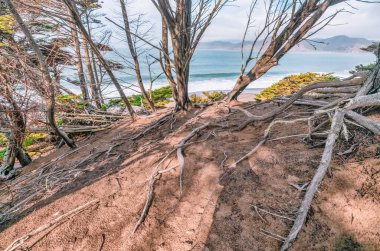 Buruşuk selvi ağacı kökleri Lands End 'deki sahil uçurumunun kenarında arka planda körfez, San Francisco, Kaliforniya ABD