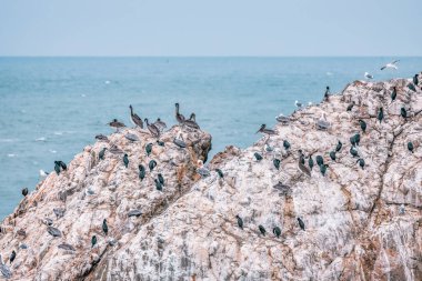 San Francisco Körfezi yakınlarındaki bir kaya ya da kayanın üzerinde oturan kuşların görüntüsü. Doğa manzarası, Kaliforniya ABD