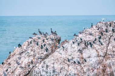 San Francisco Körfezi yakınlarındaki bir kaya ya da kayanın üzerinde oturan kuşların görüntüsü. Doğa manzarası, Kaliforniya ABD