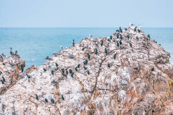 stock image View of birds sitting on a boulder or rock in the ocean near San Francisco Bay. Nature landscape, California USA