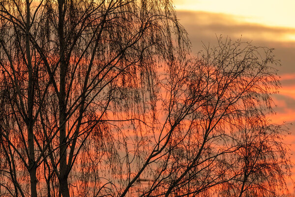 Evening sky. Tree branch against the backdrop of sunset. Close-up.