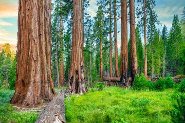 Giant Sequoias 'tan Mariposa Grove, Yosemite Ulusal Parkı, Kaliforniya ABD.