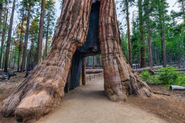 Kaliforniya Tünel Ağacı. Tünel 1895 'te ağaçların arasından oyularak Mariposa Grove, Yosemite Ulusal Parkı, Kaliforniya, ABD' de atların çektiği aşamaların geçmesine olanak sağladı..