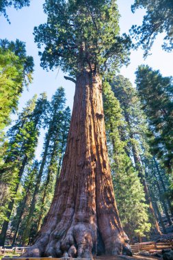 General Sherman Tree Sequoia Ulusal Parkı. Kaliforniya mı? ABD.