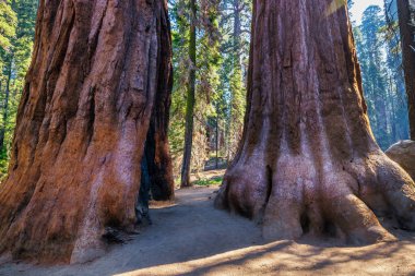 Sequoia Ulusal Parkı ve Krallar Kanyonu. Dev sekoya ağaçları, orman patikaları, ahşap çitler ve yürüyüş yolları, Kings Nehri Kanyonları..