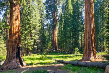 Sequoia Ulusal Parkı ve Krallar Kanyonu. Dev sekoya ağaçları, orman patikaları, ahşap çitler ve yürüyüş yolları, Kings Nehri Kanyonları..