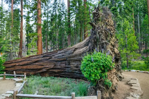 stock image Sequoia Fallen Monarch in the Mariposa Grove, Yosemite National Park.