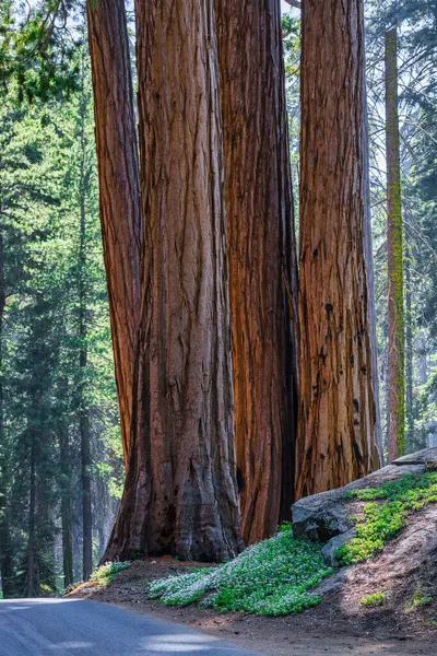 stock image Sequoia National Park and Kings Canyon. Giant sequoia trees, forest trails, wooden fence and hiking trail, Kings River Canyons.