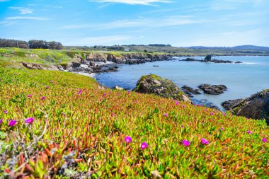Pasifik kıyısı manzarası, Kaliforniya ABD