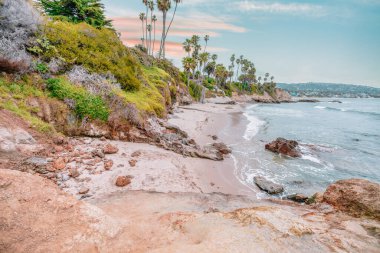 Orange County California 'daki Treasure Island Park' ta palmiye ağaçları olan Laguna Sahili Okyanus Kıyısı.