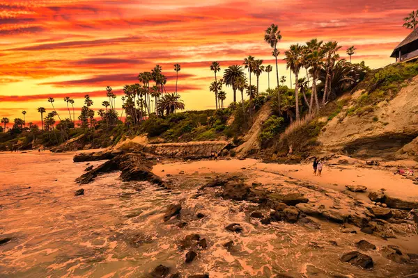 Orange County California 'daki Treasure Island Park' ta palmiye ağaçları olan Laguna Sahili Okyanus Kıyısı.