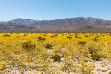 Güzel manzara, bahar çiçekleri, Ölüm Vadisi Ulusal Parkı, Kaliforniya, ABD