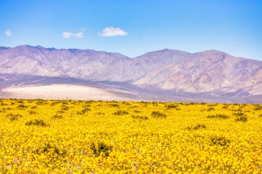 Beautiful landscape, spring bloom, Death Valley National Park, California, USA clipart