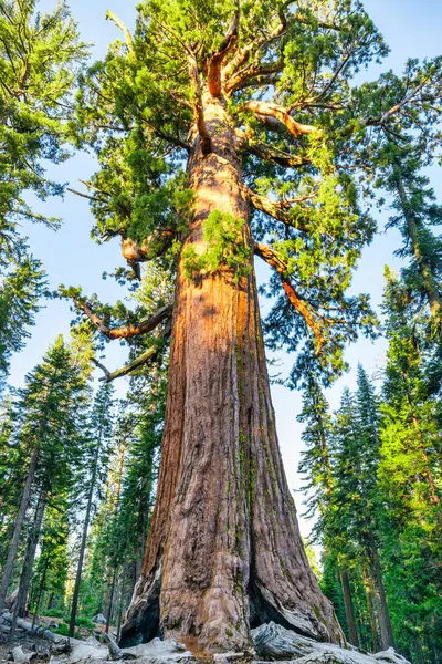 Boz Dev, Mariposa Korusu, Yosemite Ulusal Parkı.
