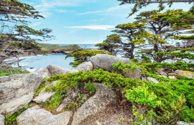 Point Lobos Doğal Rezervi, Carmel, Monterey County, California, Amerika Birleşik Devletleri, Kuzey Amerika