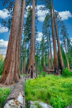 Giant Sequoias 'tan Mariposa Grove, Yosemite Ulusal Parkı, Kaliforniya ABD.
