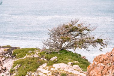 Point Lobos Doğal Rezervi, Carmel, Monterey County, California, Amerika Birleşik Devletleri, Kuzey Amerika