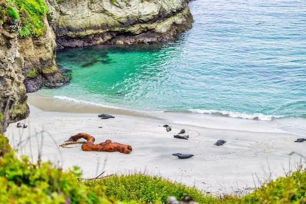 stock image Point Lobos State Natural Reserve, Carmel, Monterey County, California, United States of America, North America