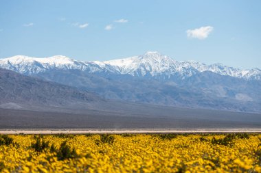 Beautiful landscape, spring bloom, Death Valley National Park, California, USA clipart