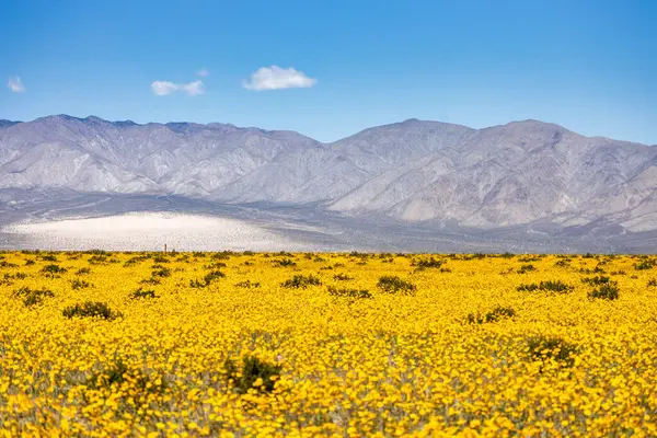 stock image Beautiful landscape, spring bloom, Death Valley National Park, California, USA