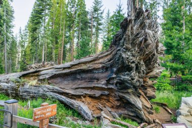 Mariposa Grove, Yosemite Ulusal Parkı 'ndaki Sequoia Düşmüş Monarch..