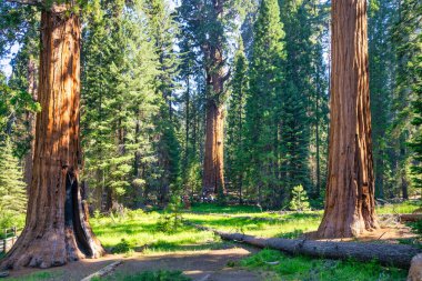 Sequoia Ulusal Parkı ve Krallar Kanyonu. Dev sekoya ağaçları, orman patikaları, ahşap çitler ve yürüyüş yolları, Kings Nehri Kanyonları..
