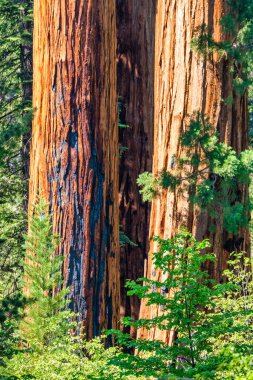 Sequoia Ulusal Parkı ve Krallar Kanyonu. Dev sekoya ağaçları, orman patikaları, ahşap çitler ve yürüyüş yolları, Kings Nehri Kanyonları..