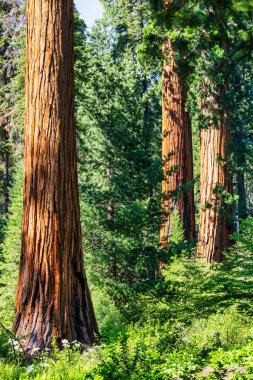 Sequoia Ulusal Parkı ve Krallar Kanyonu. Dev sekoya ağaçları, orman patikaları, ahşap çitler ve yürüyüş yolları, Kings Nehri Kanyonları..