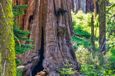 Sequoia Ulusal Parkı ve Krallar Kanyonu. Dev sekoya ağaçları, orman patikaları, ahşap çitler ve yürüyüş yolları, Kings Nehri Kanyonları..