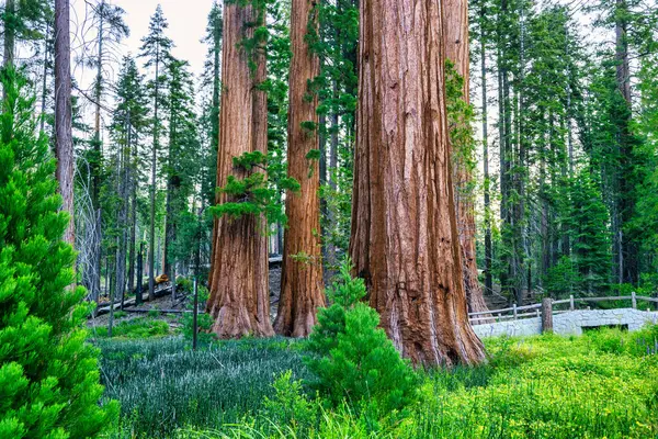 stock image Mariposa Grove of Giant Sequoias, Yosemite National Park, California USA.